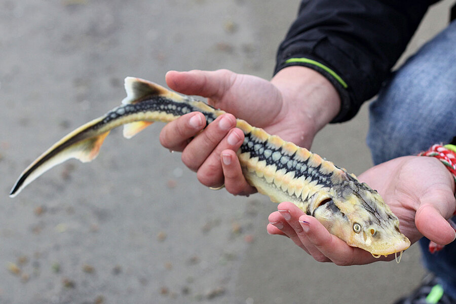Endangered sturgeon stages a comeback in Danube River